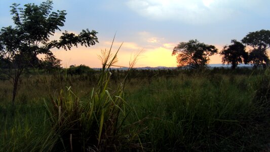 Anuradhapura paddy field landscape photo