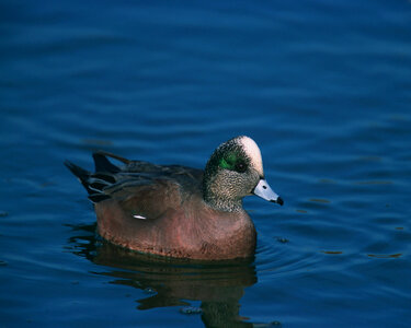 American wigeon-1