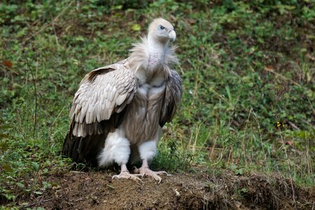 Vulture feeding scavengers photo