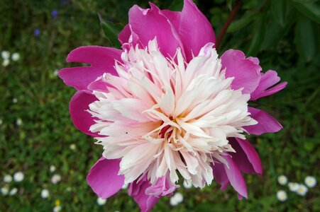 Flora flower ornamental plant