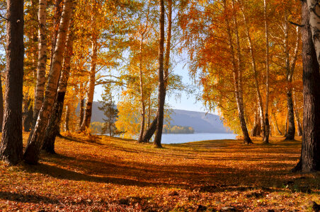 Autumn forest Landscape photo
