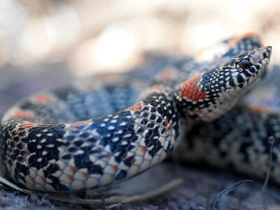 Animal beautiful photo reptile