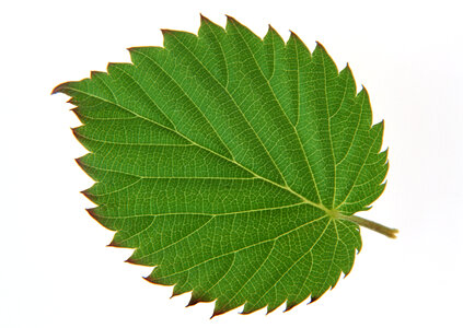 Green leaf. Isolated on a white. photo