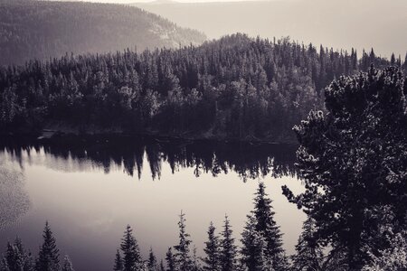 Calm fir trees forest photo