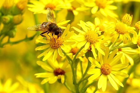 Bombus pascuorum sitting on flower yellow