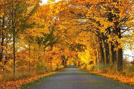 Acacia alley autumn photo