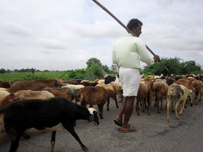 Herd shepherd agriculture photo