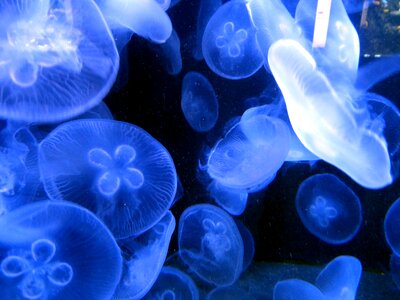Sea animal ocean cnidarian photo