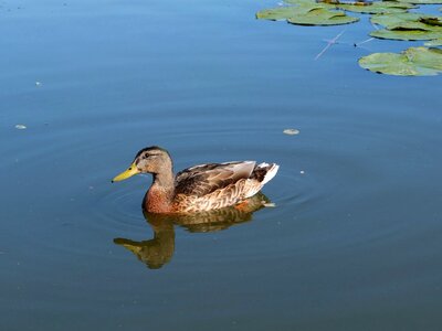 Duck lake swim photo