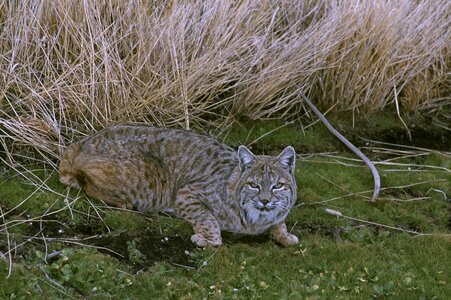 Cat Lynx rufus photo