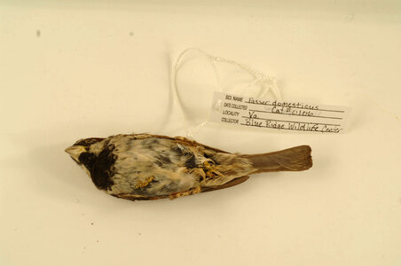Passer domesticus-1