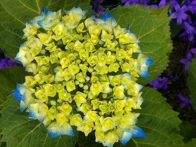 Blue flowers garden photo