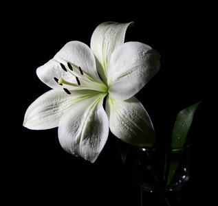 Plant natural blossom