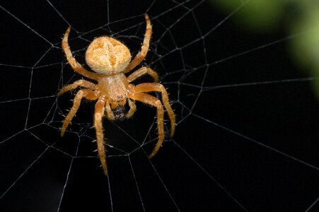 Insect arachnid spider web photo