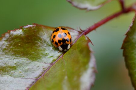 Beetle nature macro