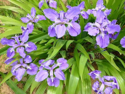 Beautiful beautiful flowers biology