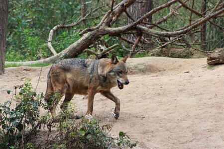 Wolf mammal wild