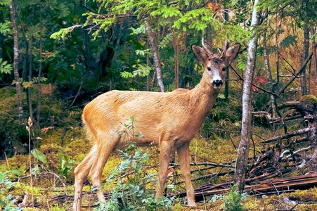 Animal deer forest