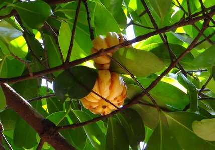 Northern tamarind garcinia gummi-gutta gambooge