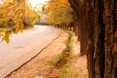 Autumn dry leaf leaves photo