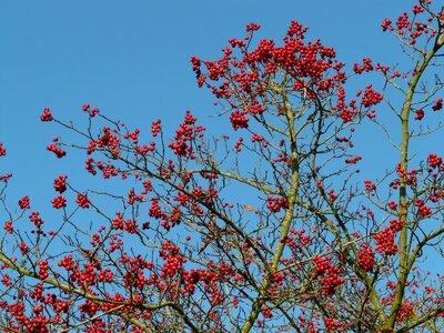 Tree berry red leather leaf weißdorn
