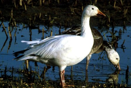 Bird goose snow