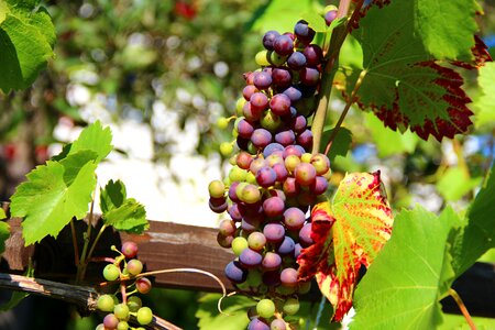 Winegrowing vines vines stock photo