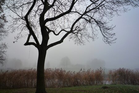Fog mist nature photo