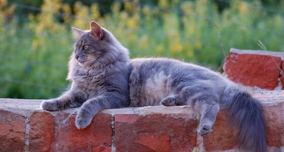 Cat grey feline