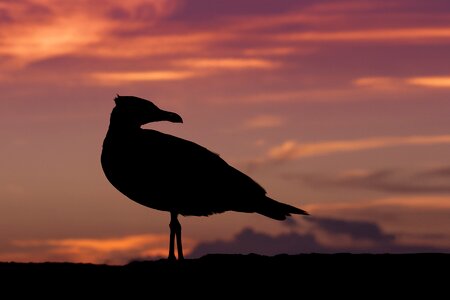 Bird orange twilight photo