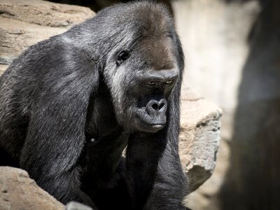 Sitting wildlife mammal photo