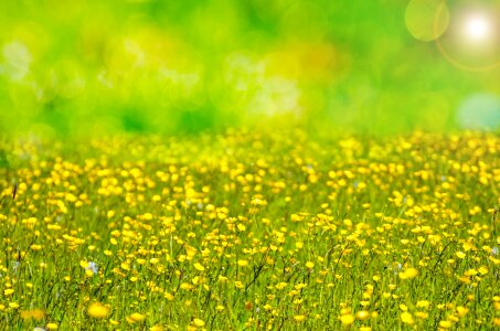 Field meadow easter photo