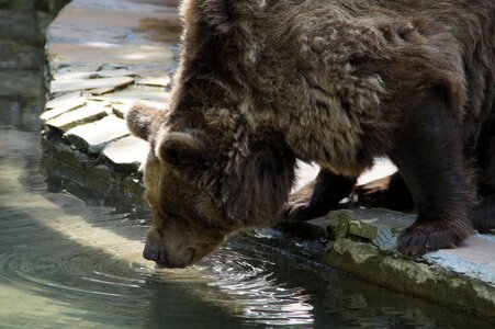 Brown bear grizzly grizzly bear photo