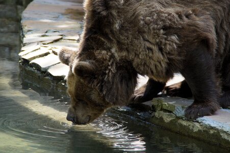 Brown bear grizzly grizzly bear