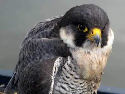 Close up of a peregrine falcon photo