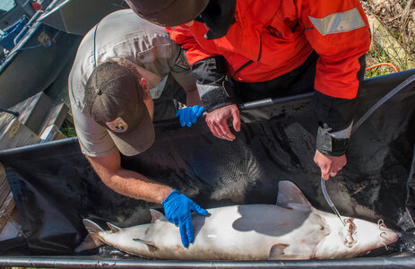 USFWS Fisheries crew prepares to operate on lake sturgeon-1