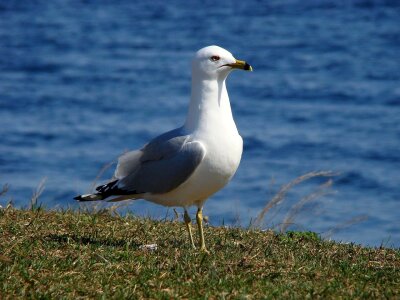 Laridae bird mew photo