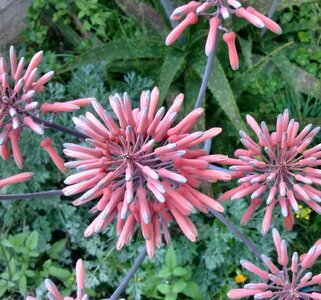 Orange nature aloe flower photo