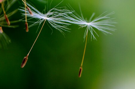 Plant close up nature