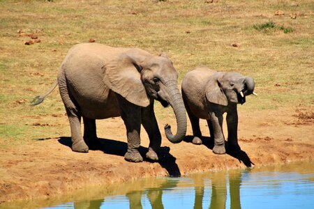 Africa safari national park photo