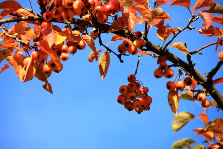 Autumn rowan leaves photo