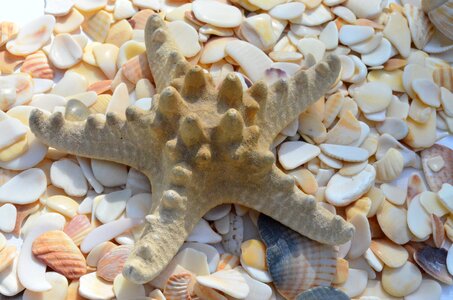 Flotsam beach sea
