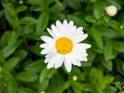 White and Yellow Flower photo