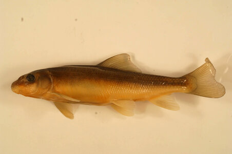 Chasmistes liorus