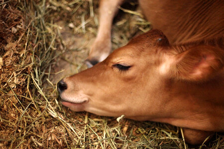 Cow sleeping