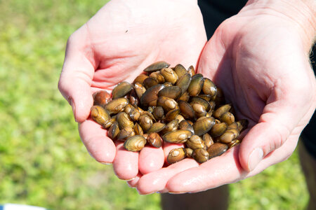 Freshwater mussels in biologists hands-3
