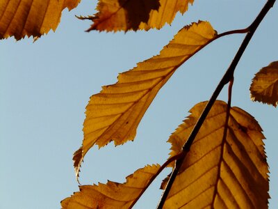 Hornbeam carpinus betulus white beech photo