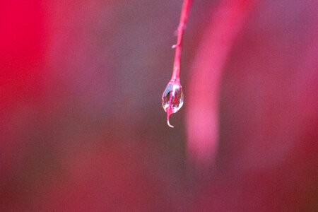 Color red japanese maple