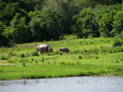 Black animals wildlife photo