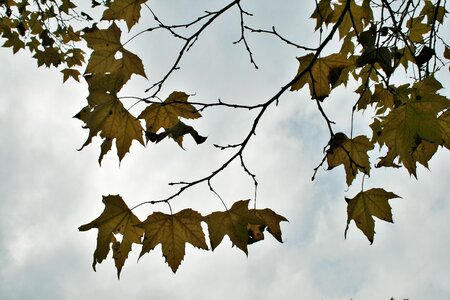 Autumn forest branch photo